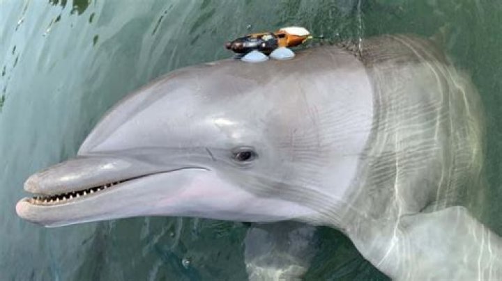 Dolphin Injuries: Understanding Causes, Treatments, and Prevention