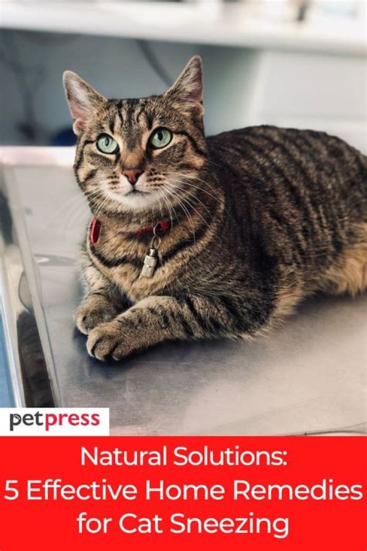 Effective Home Remedies for Cat Red Gums: A Comprehensive Guide