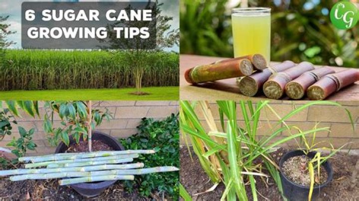 Sugar Cane For Feed: A Comprehensive Guide to Utilizing Sugarcane as Animal Feed