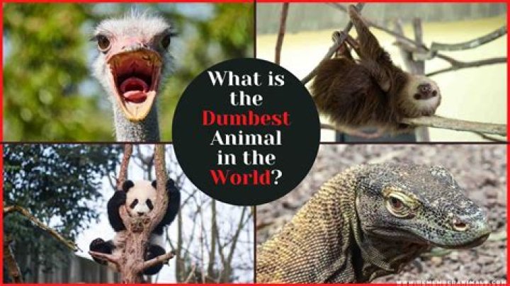 What is the Dumbest Animal in the World? Exploring Intelligence in the Animal Kingdom
