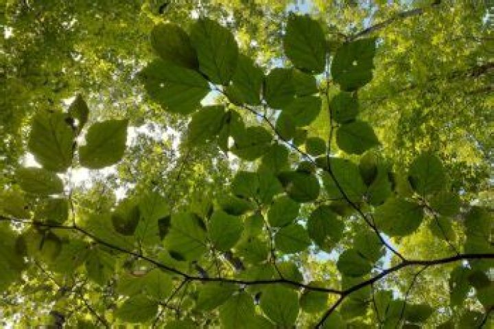 What Tree Is O Block On: A Comprehensive Guide